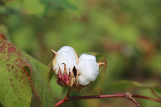 What is organic cotton and why should you care for it?